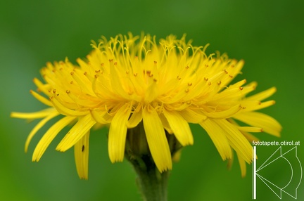 14-06-29 Löwenzahn DSC 8335 